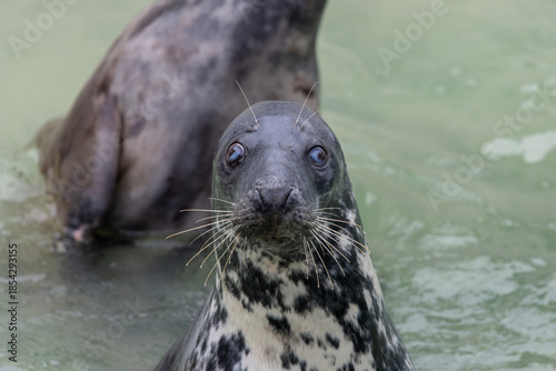 Head shot of a grey seal (halichoerus grypus) in the water