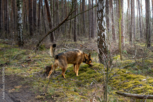 Pies w trakcie spaceru po lesie. Węszący przy pniu brzozy.