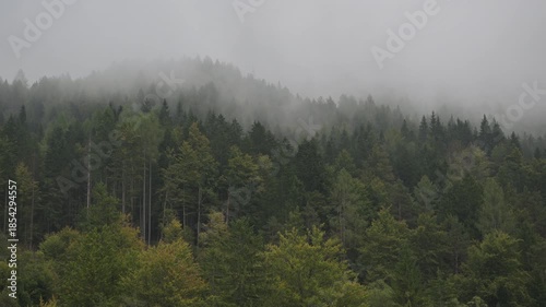 Exploring a Foggy Slovenian Forest Landscape in the Early Morning Hours