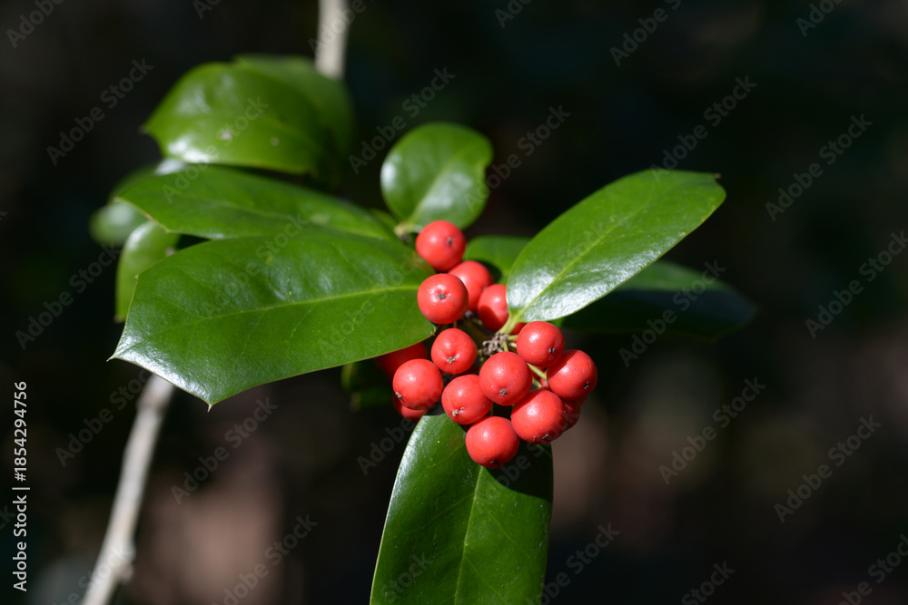 Fototapeta premium ヤバネヒイラギモチ