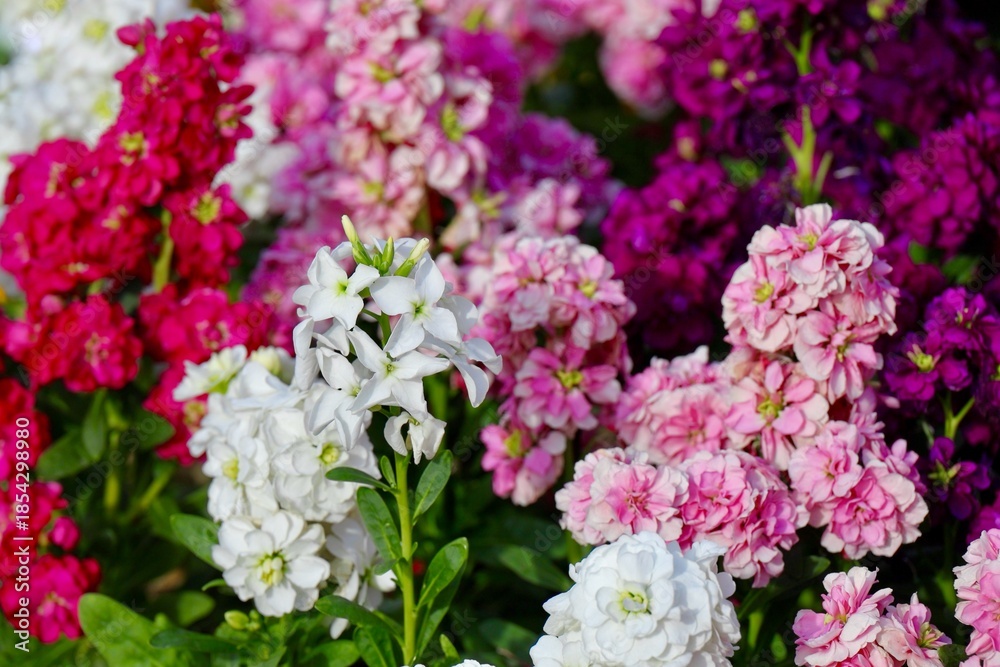 Obraz premium 赤白ピンク紫のキンギョソウの花