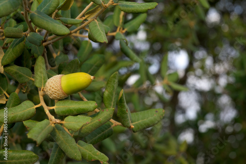 Wallpaper Mural Green acorn on oak branch Torontodigital.ca