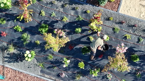 Gardener Works on a Garden Irrigation System With Various Plants and Flowers in the Sunlight