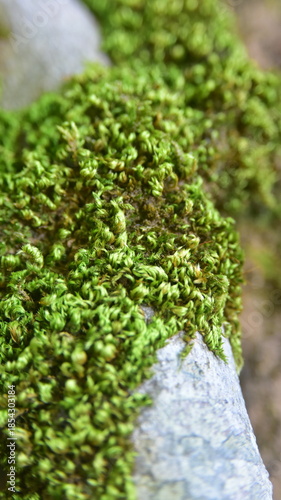 moss on the stone