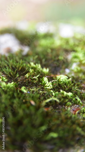 moss on the stone