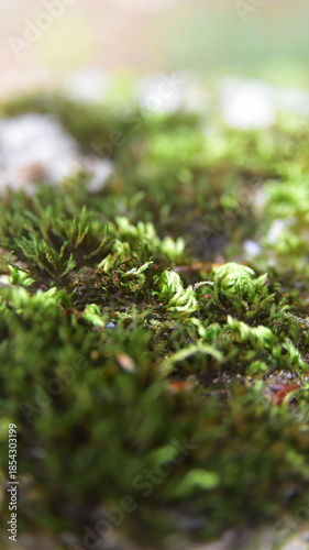 green moss on the ground