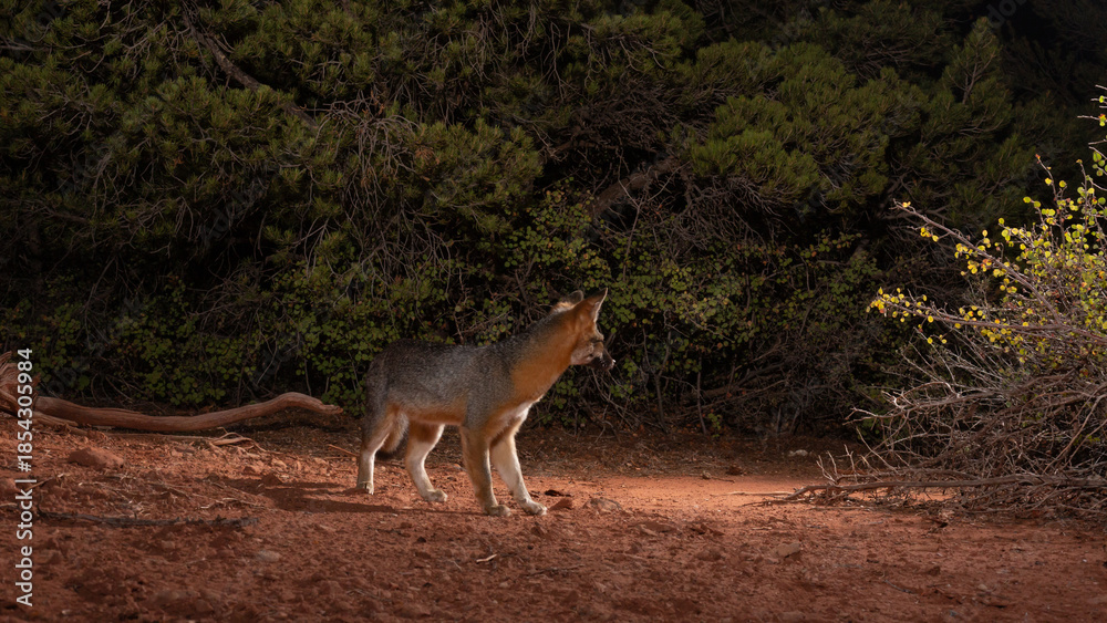 Naklejka premium A small Grey Fox stands in a clearing between trees and bushes looking back over its shoulder towards the gap where it came from in the desert mountains of Southern Utah USA.