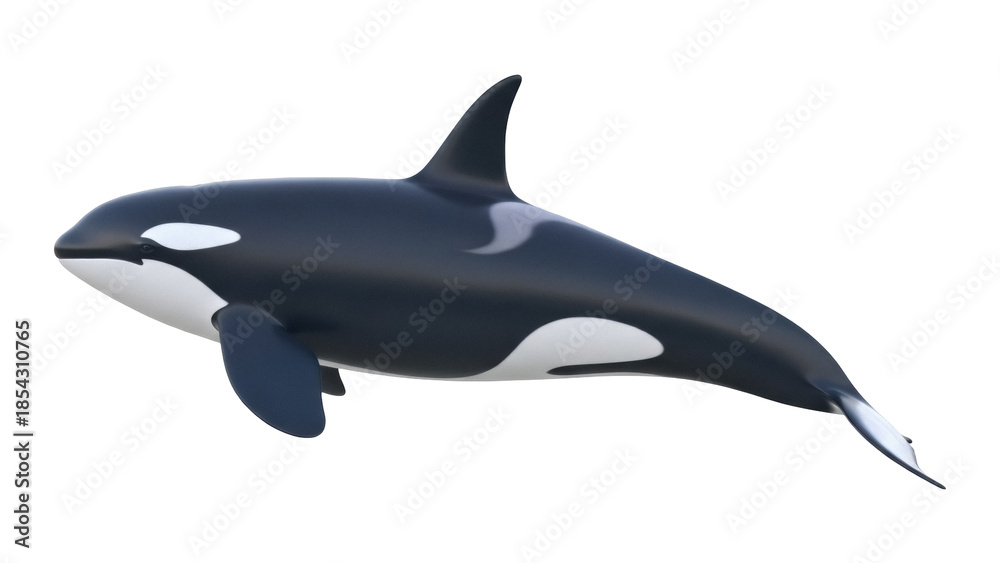 Obraz premium Majestic orca PNG isolated on transparent background, killer whale with black and white markings for marine life and wildlife projects
