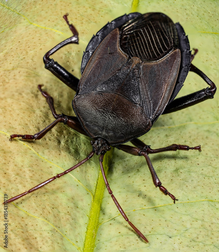 5th Instar of Bronze Orange Bug