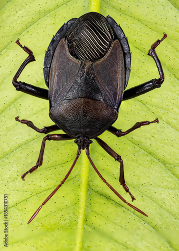 Insect Bronze Orange Bug