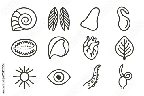 Mollusk Anatomy Icons. Line style icons of mollusk anatomy: shell cross-section, gills, foot, siphon; radula, mantle, heart,