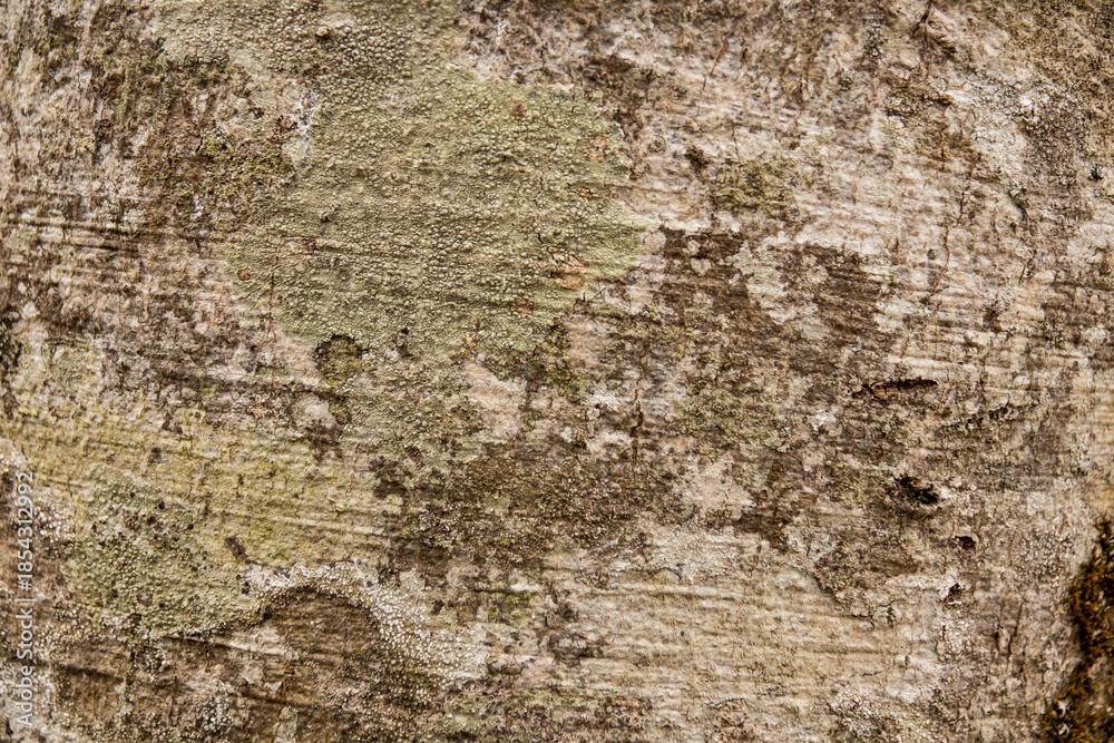 Fototapeta premium Beech Tree Bark Texture Background
