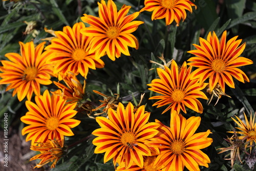 honey bees (honey-bees, honeybees) visiting bouquet of orange, yellow, golden flowers, many long, slender petals (close-up)