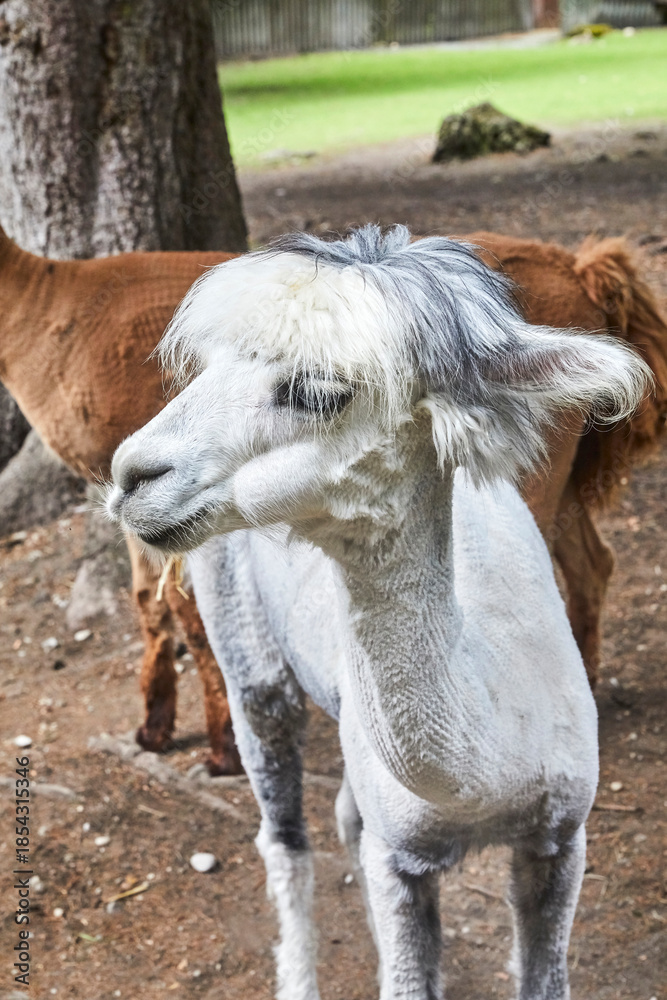 Naklejka premium Funny portraits of curious alpacas.