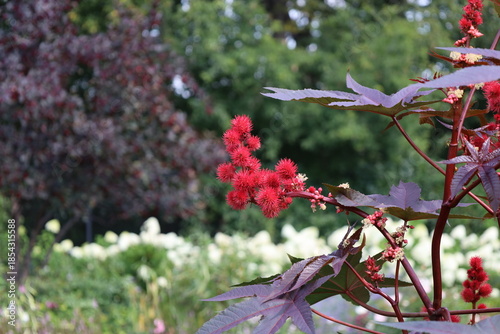stem adorned with tiny, spiky red ball blossoms thrusting out between layers purple green leaves (close-up)