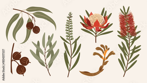 Australian Native Flora Collection Eucalyptus, Banksia, and Bottlebrush Illustrations