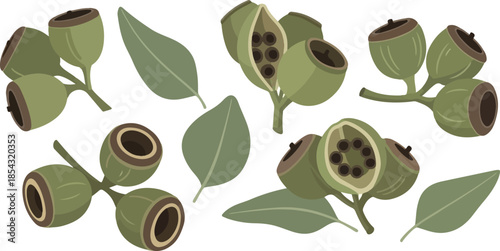 Illustration of Eucalyptus Seed Pods and Leaves A Botanical Study of Native Australian Flora
