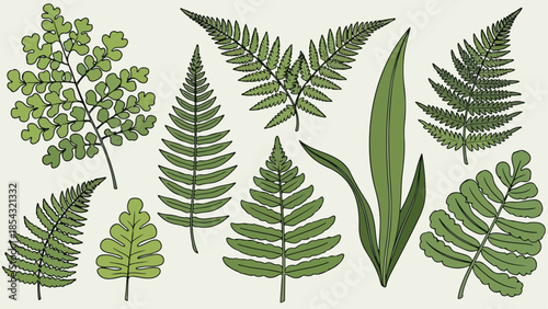Detailed botanical illustration of various fern leaves in green, vector style, perfect for design and decor