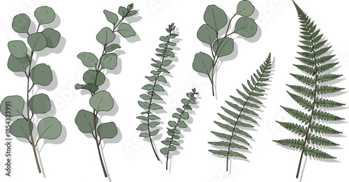 Vector illustration of eucalyptus, fern, and plant branches. Botanical elements for design