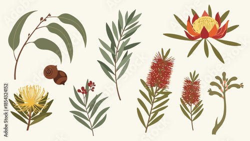 Collection of Native Australian Flora Eucalyptus, Bottlebrush, Banksia, and More