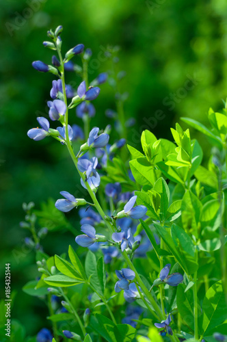 Close up of blue false indigo flowers growing in a garden, Baptisia australis with green foliage and soft bokeh background, ideal for nature, gardening, botanical, and landscape design concepts.