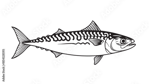 A detailed black and white illustration of a mackerel fish viewed from the side, showcasing its distinctive striped pattern and sleek body shape.