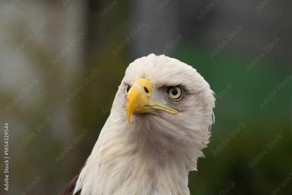 Fototapeta premium Close-up profile photo of an bald eagle