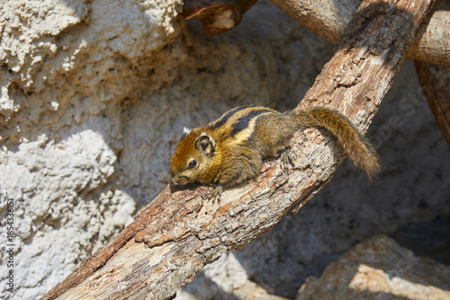 Cute chipmunk dozing on a branch.