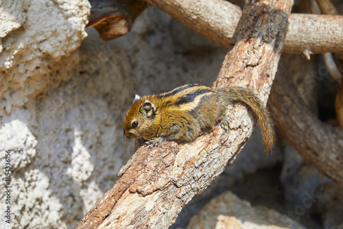 Cute chipmunk dozing on a branch.