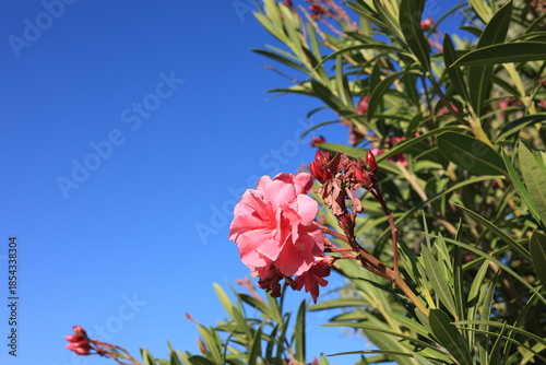 Bright pink flower vivid green foliage of Nerium oleander in spring shot against cloudless blue sky, close-up