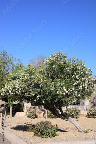 Arizona drought tolerant white Oleander blooming with soft white flowers in Spring