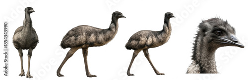 Tableau sur toile Set of Emu Bird Collection, Realistic Wildlife Animal Illustration in Different
