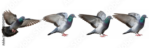 Set / Collection of realistic pigeon bird poses flying and landing, urban wildlife illustration, isolated on transparent PNG background, oil paint