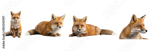 Set / Collection of realistic red fox poses lying, sitting and resting, wild animal illustration, isolated on transparent PNG background, oil paint