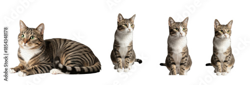 Fotografie Set / Collection of realistic tabby cat poses sitting and standing, domestic fel