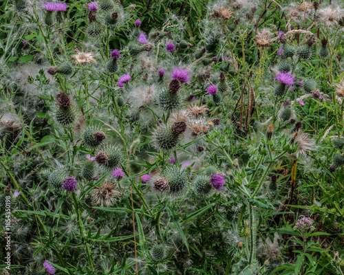 Thistle flowers and seed heads in sharp contrast.