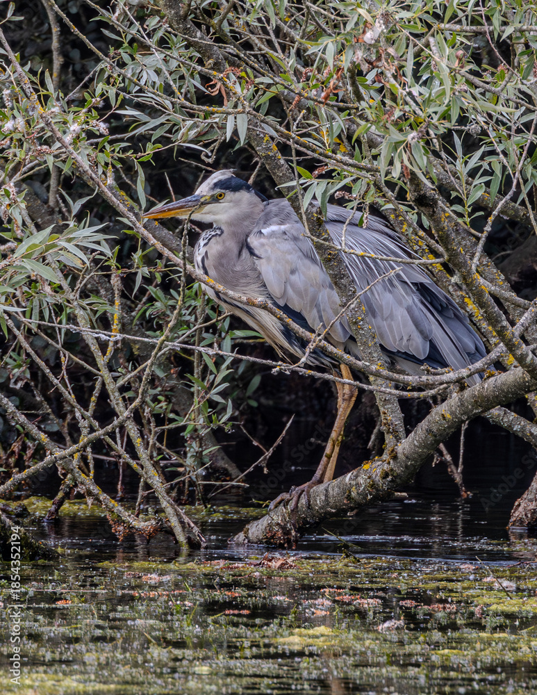 Fototapeta premium Common or grey heron looking for fish.