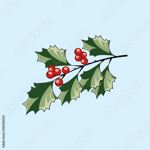 A detailed holly branch with green leaves and red berries on a light blue background. A classic botanical illustration for winter holidays, Christmas decor, and seasonal greeting cards.