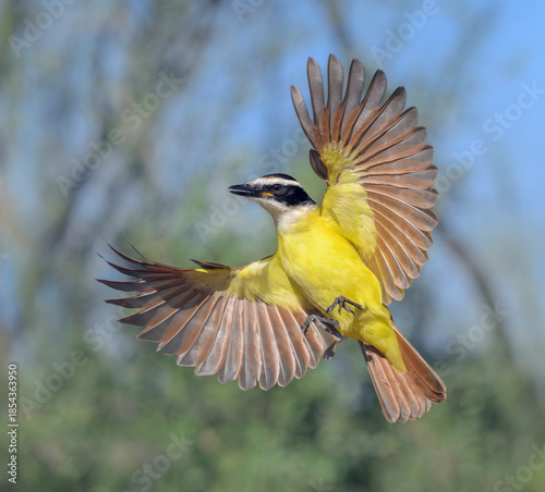 Great kiskadee (Pitangus sulphuratus) in flight, Bentsen-Rio Grande Valley State Park, Texas, USA.