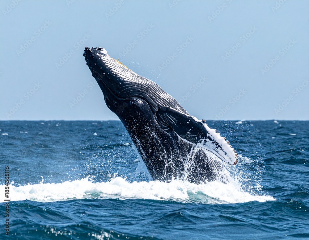 Fototapeta premium ・海から跳び上がるクジラ 自然の力強さを感じる瞬間 ・Whale Breaching Above the Ocean, Powerful Wildlife Moment