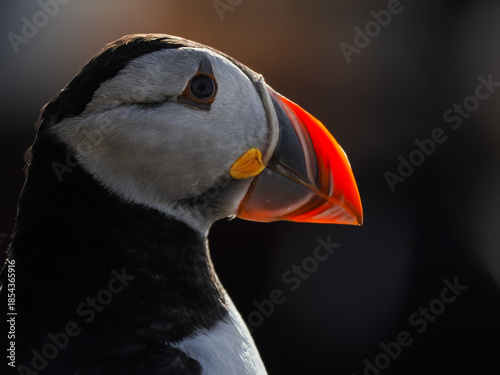 Close-up portrait of an Atlantic Puffin (Fratercula arctica) against a dark background in soft golden light.