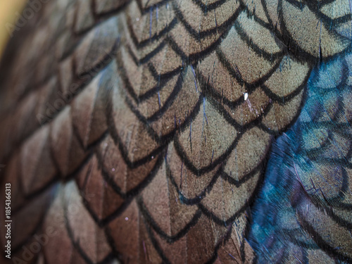 Shag bird feathers texture close up with iridescent blue sheen