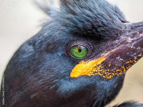 European shag bird profile on Hornoya island with copy space