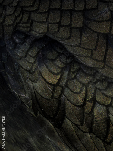 Extreme macro texture of iridescent dark green feathers of a European Shag (Gulosus aristotelis)