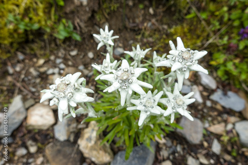 Alpen-Edelweiß (Leontopodium nivale subsp. alpinum)
