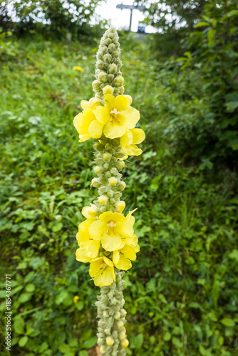 Großblütige Königskerze (Verbascum densiflorum)