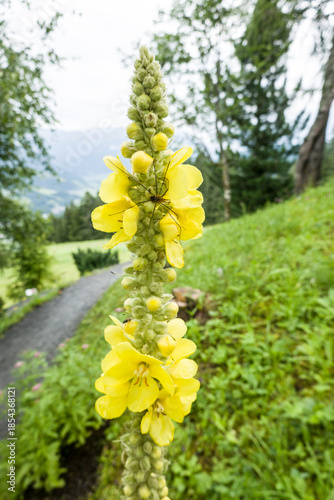 Großblütige Königskerze (Verbascum densiflorum)