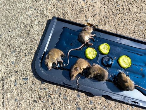 Rat caught in a glue trap