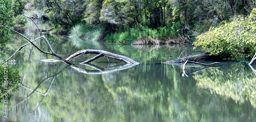 Reflection of dead tree in water