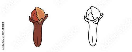 Clove spice botanical illustration and linear outline sketches featuring dried flower bud for culinary recipes or apothecary design on white background